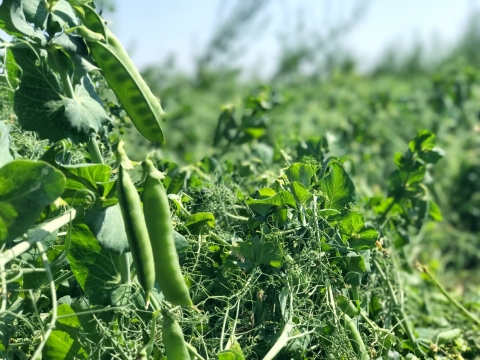 Dernière ligne de la Campagne Pois 2017